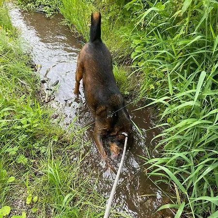 Ferienhäuser&bungalows - Naturcamp Meyersgrund Im Thüringer Wald Сasa de vacaciones Ilmenau