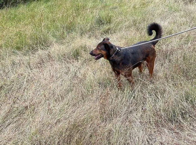 Ferienhaeuser & - Naturcamp Meyersgrund Im Thueringer Wald Vakantiehuis