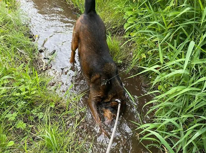 Ferienhaeuser & - Naturcamp Meyersgrund Im Thueringer Wald Vakantiehuis Ilmenau